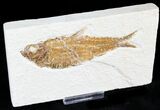 Fat Knightia Fish Fossil From Wyoming #23712-1